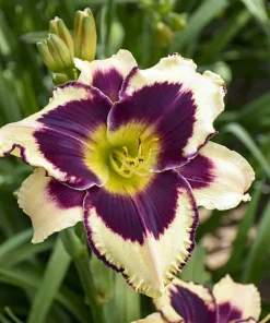 Star of the North Daylily Live Plant - Rebloomer Hemerocallis - 1 Gallon Pot - Image 1