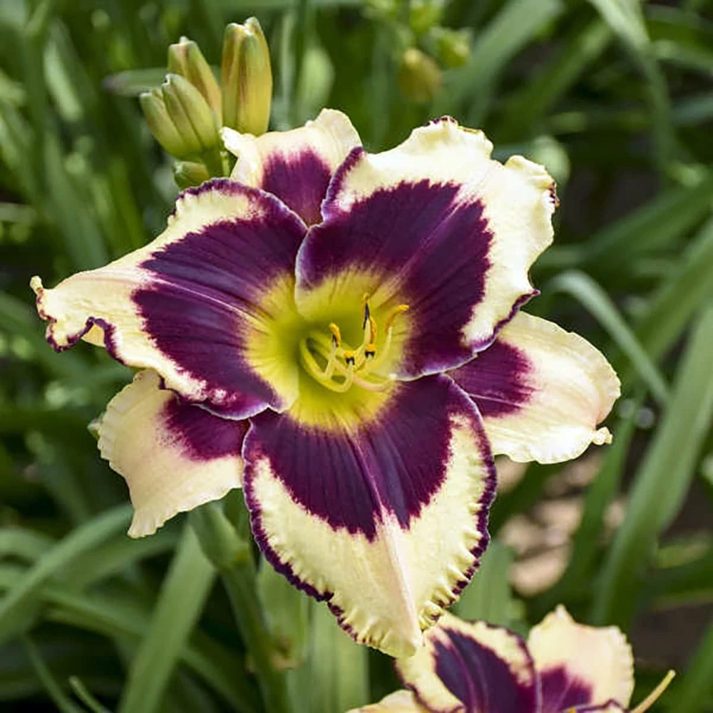 Star of the North Daylily Live Plant - Rebloomer Hemerocallis - 1 Gallon Pot - Image 1