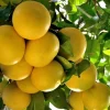 Star Ruby grapefruit in 1/2 Gal pot, Grafted, Florida Shipping Only - Image 1