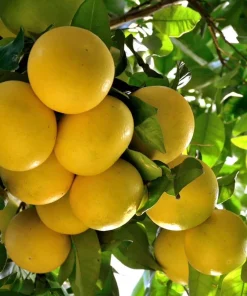 Star Ruby grapefruit in 1/2 Gal pot, Grafted, Florida Shipping Only - Image 1
