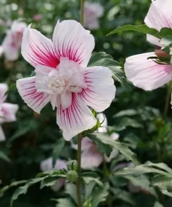 Starblast Chiffon Rose of Sharon Live Plant - Hibiscus syriacus - 4" Pot - Outdoor Shrub - Image 2
