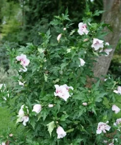 Starblast Chiffon Rose of Sharon Live Plant - Hibiscus syriacus - 4