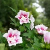 Starblast Chiffon Rose of Sharon Live Plant - Hibiscus syriacus - 4" Pot - Outdoor Shrub - Image 1