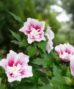 Starblast Chiffon Rose of Sharon Live Plant - Hibiscus syriacus - 4