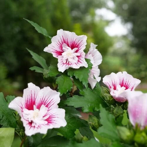 Starblast Chiffon Rose of Sharon Live Plant - Hibiscus syriacus - 4" Pot - Outdoor Shrub - Image 1