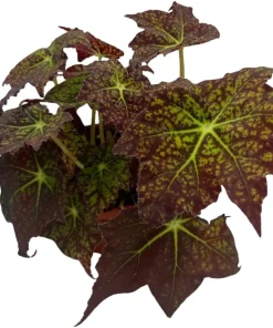Starburst Begonia Live Plant - Rhizomatous Begonia - 4 inch Pot - Indoor - Image 2
