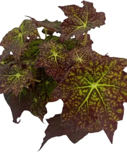 Starburst Begonia Live Plant - Rhizomatous Begonia - 4 inch Pot - Indoor - Image 3