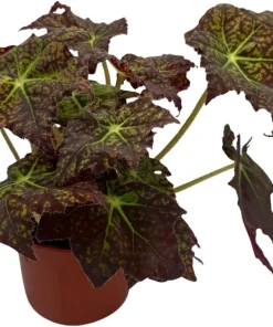 Starburst Begonia Live Plant - Rhizomatous Begonia - 4 inch Pot - Indoor - Image 4
