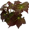 Starburst Begonia Live Plant - Rhizomatous Begonia - 4 inch Pot - Indoor - Image 1