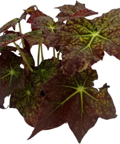 Starburst Begonia Live Plant - Rhizomatous Begonia - 4 inch Pot - Indoor - Image 1