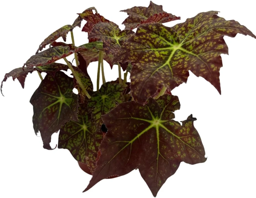 Starburst Begonia Live Plant - Rhizomatous Begonia - 4 inch Pot - Indoor - Image 1