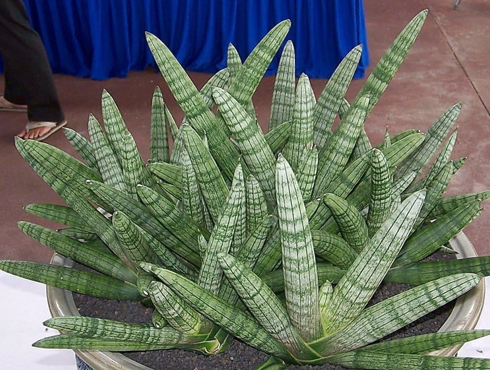 Starfish Snake Plant Live Plant – Sansevieria boncellensis – 2 inch Pot – Easy Care Succulent - Image 2