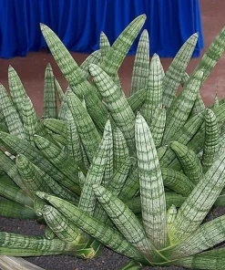 Starfish Snake Plant Live Plant – Sansevieria boncellensis – 2 inch Pot – Easy Care Succulent - Image 3