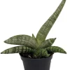 Starfish Snake Plant Live Plant – Sansevieria boncellensis – 2 inch Pot – Easy Care Succulent - Image 1