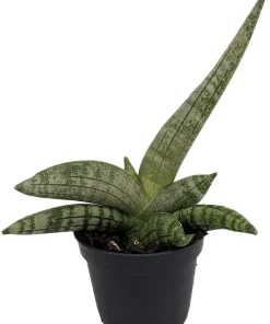 Starfish Snake Plant Live Plant – Sansevieria boncellensis – 2 inch Pot – Easy Care Succulent - Image 1