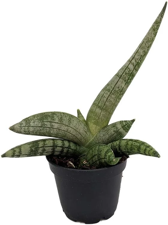 Starfish Snake Plant Live Plant – Sansevieria boncellensis – 2 inch Pot – Easy Care Succulent - Image 1