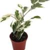 Starlite Express Weeping Fig Tree - Ficus benjamina Live Plant - 2.5" Pot - Indoor Houseplant - Image 1