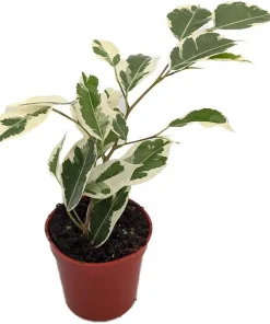 Starlite Express Weeping Fig Tree - Ficus benjamina Live Plant - 2.5
