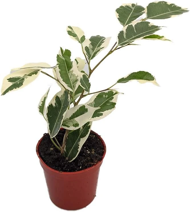Starlite Express Weeping Fig Tree - Ficus benjamina Live Plant - 2.5" Pot - Indoor Houseplant - Image 1