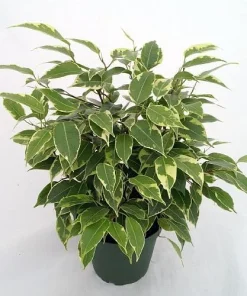 Starlite Express Weeping Fig Tree - Ficus benjamina Live Plant - 2.5" Pot - Indoor Houseplant - Image 2