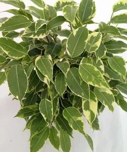 Starlite Express Weeping Fig Tree - Ficus benjamina Live Plant - 2.5
