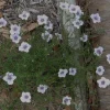 Starry Eyes Cupflower Live Plant - Nierembergia gracilis Perennial - 1 Gallon Pot - Image 1