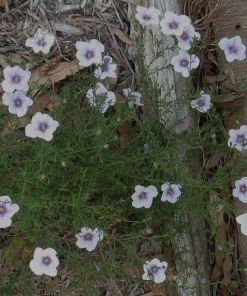 Starry Eyes Cupflower Live Plant - Nierembergia gracilis Perennial - 1 Gallon Pot - Image 1