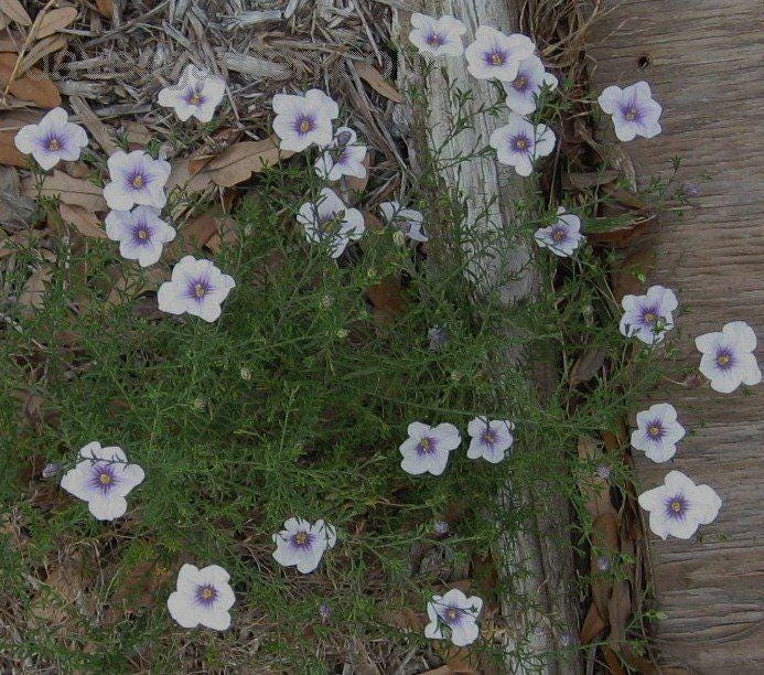 Starry Eyes Cupflower Live Plant - Nierembergia gracilis Perennial - 1 Gallon Pot - Image 1