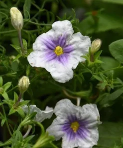Starry Eyes Cupflower Live Plant - Nierembergia gracilis Perennial - 1 Gallon Pot - Image 2
