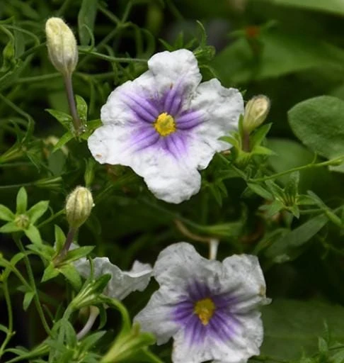Starry Eyes Cupflower Live Plant - Nierembergia gracilis Perennial - 1 Gallon Pot - Image 2