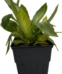 Starship Blue Lobelia Perennial Live Plant - Quart Pot - True Blue Flowers - Image 2