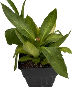 Starship Blue Lobelia Perennial Live Plant - Quart Pot - True Blue Flowers - Image 3