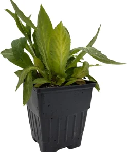 Starship Blue Lobelia Perennial Live Plant - Quart Pot - True Blue Flowers - Image 4