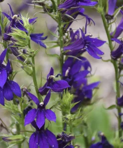Starship Blue Lobelia Perennial Live Plant - Quart Pot - True Blue Flowers - Image 1