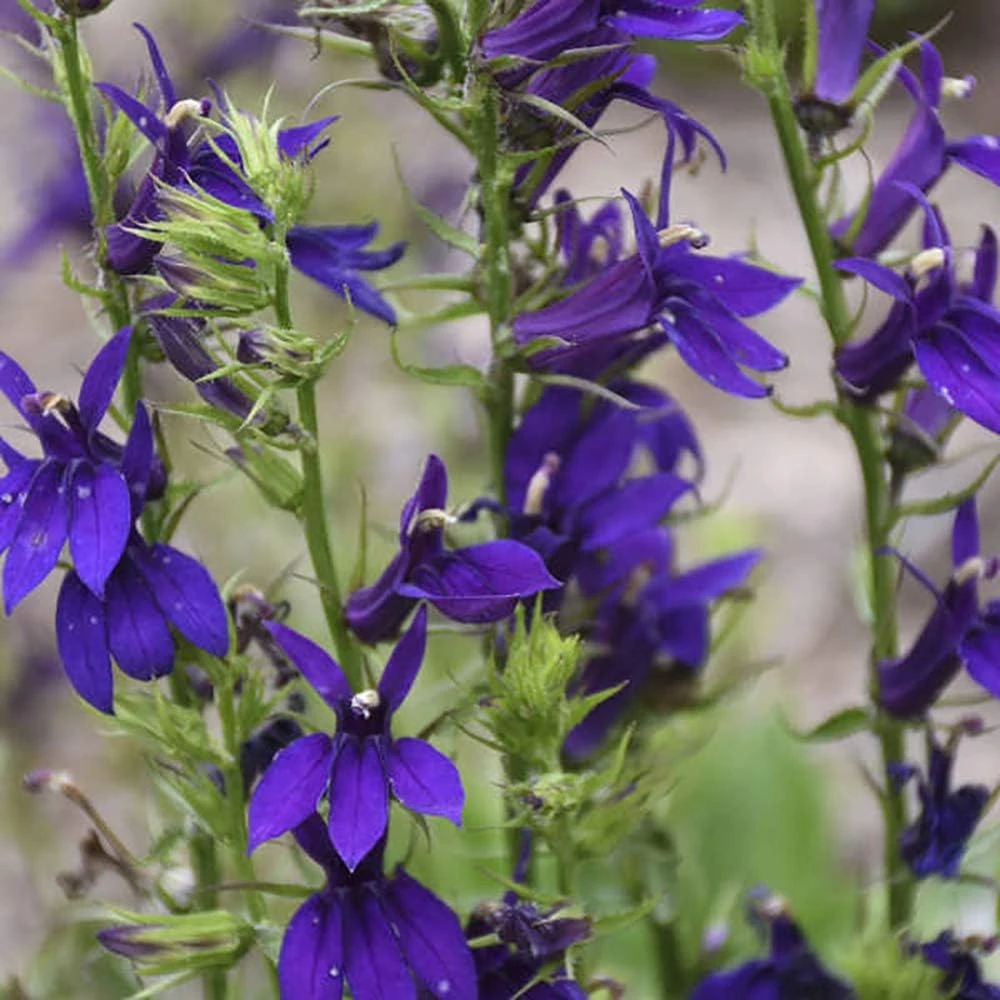 Starship Blue Lobelia Perennial Live Plant - Quart Pot - True Blue Flowers - Image 1