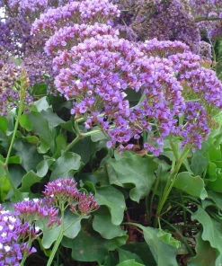 Statice 'Blue Seas' Live Plant – Blue-Purple Flowers – 4 inch Pot – Outdoor - Image 2
