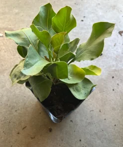 Statice 'Blue Seas' Live Plant – Blue-Purple Flowers – 4 inch Pot – Outdoor - Image 4