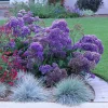 Statice 'Blue Seas' Live Plant – Blue-Purple Flowers – 4 inch Pot – Outdoor - Image 1