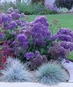 Statice 'Blue Seas' Live Plant – Blue-Purple Flowers – 4 inch Pot – Outdoor - Image 1