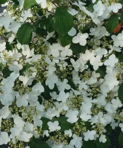 Steady Eddy Doublefile Viburnum Live Plant - White Flowers, 4-5 ft, 4" Pot - Image 2