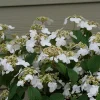 Steady Eddy Doublefile Viburnum Live Plant - White Flowers, 4-5 ft, 4" Pot - Image 1