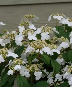 Steady Eddy Doublefile Viburnum Live Plant - White Flowers, 4-5 ft, 4
