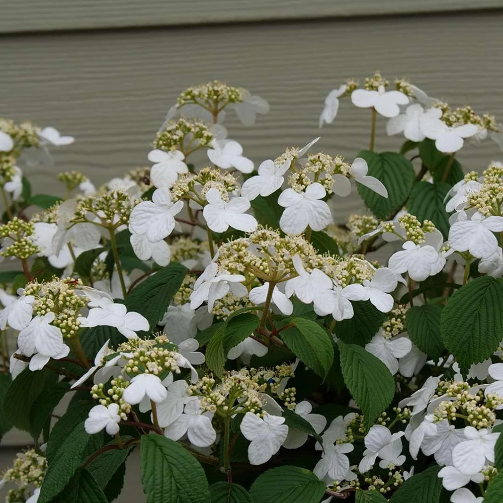 Steady Eddy Doublefile Viburnum Live Plant - White Flowers, 4-5 ft, 4" Pot - Image 1