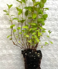 Steeplebush Live Plant - 5 Starter Plugs, Native Shrub for Outdoor Gardens - Image 3