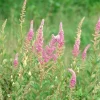 Steeplebush Live Plant - 5 Starter Plugs, Native Shrub for Outdoor Gardens - Image 1