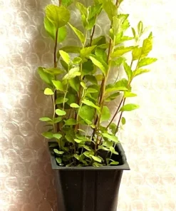 Steeplebush Live Plant - Plug-Grown Seedlings (4-Pack) - Native Shrub - Image 3