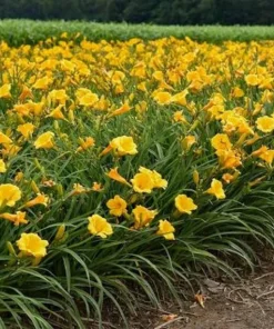 Stella de Oro Daylily Live Bare Root Plant - Golden Yellow Reblooming Perennial - Image 3