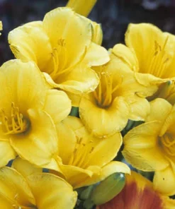 Stella de Oro Daylily Live Bare Root Plant - Golden Yellow Reblooming Perennial - Image 4