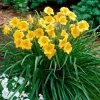 Stella de Oro Daylily Live Bare Root Plant - Golden Yellow Reblooming Perennial - Image 1