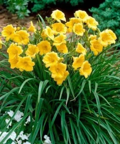 Stella de Oro Daylily Live Bare Root Plant - Golden Yellow Reblooming Perennial - Image 1